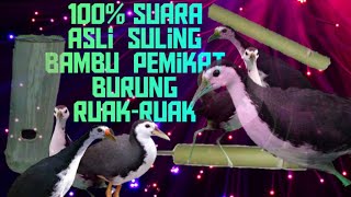 asli suara pikat ruak-ruak dari bambu. dijamin 100% semua ruak-ruak mendekat dalam 5 menit