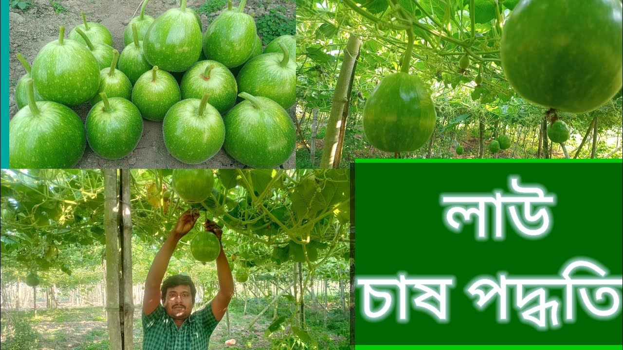 Lau chas kibhave korben || লাউ চাষ কীভাবে করবেন