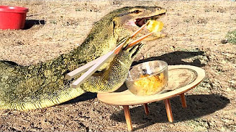New england reptile distributors youtube
