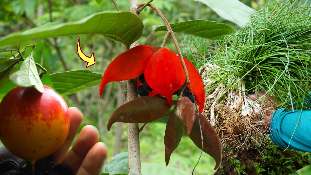 Menemukan Buah Buahan & Tumbuhan Unik Didalam Hutan || Masak Sayur Kuncay
