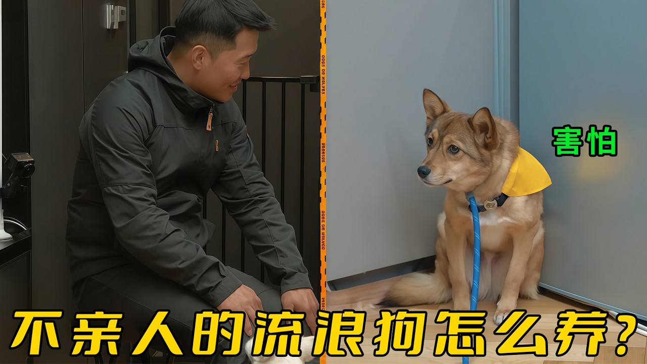 主人綁架流浪狗回家，3年卻連毛都沒有碰上，誰料訓犬師30分鐘解決