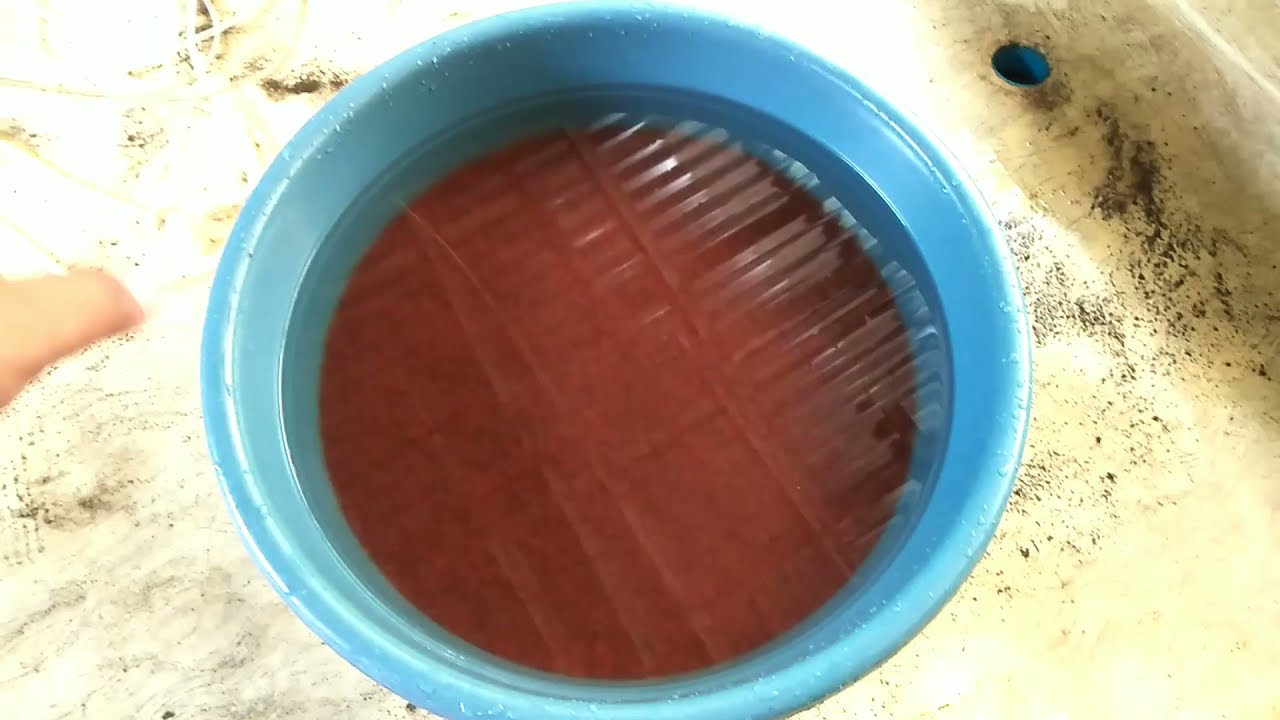 How to Treat Tubifex || Paano Gamutin/Linisin ang Tubifex