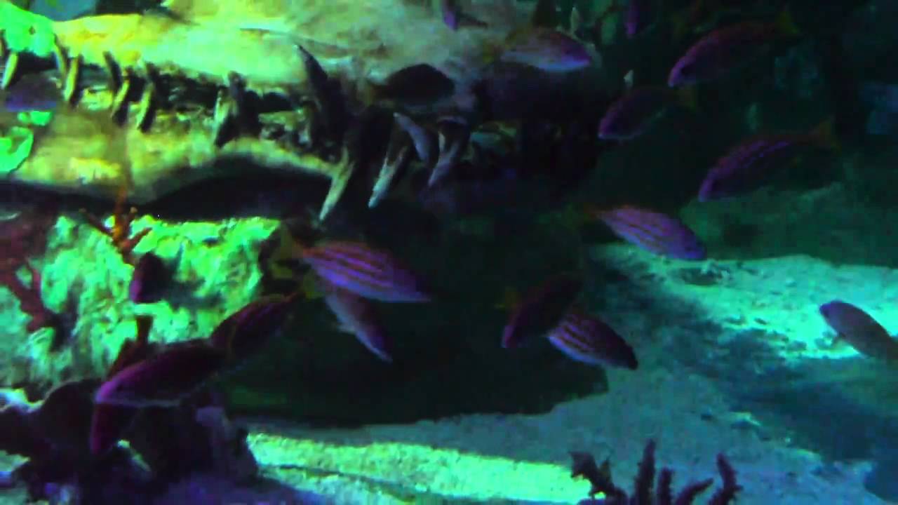 Image Result For Aquarium Az Mills Image Result For Aquarium Az Mills