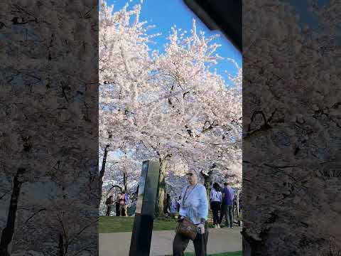 Video: Cherry Blossom kruizai Vašingtone, DC