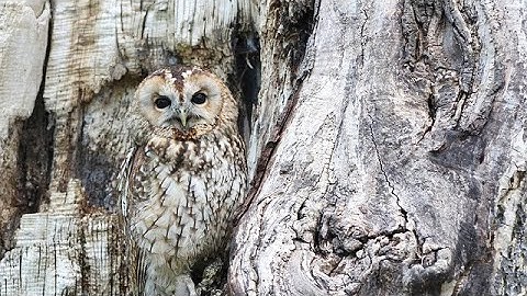 Season of mist and mysery