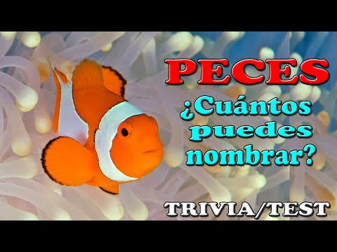 Video: Peces de mar: especies, nombres, descripciones