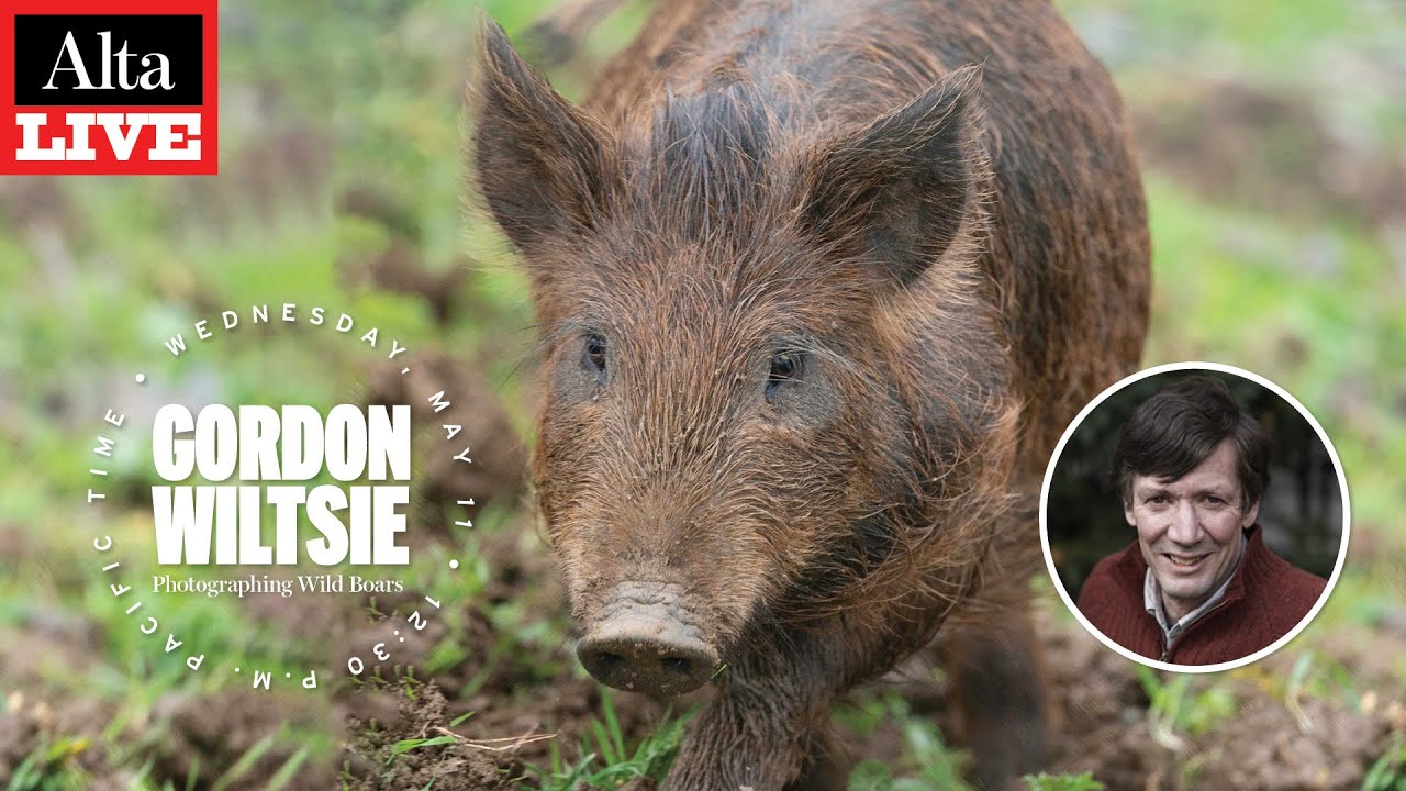 Boars, Pigs Biology On Wild Hogs and Javelinas: History & Hog Hunting Mgmt 