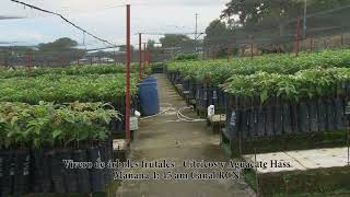 Invitación Vivero de árboles frutales   Cítricos y Aguacate Hass Vivero Rancho Carolina