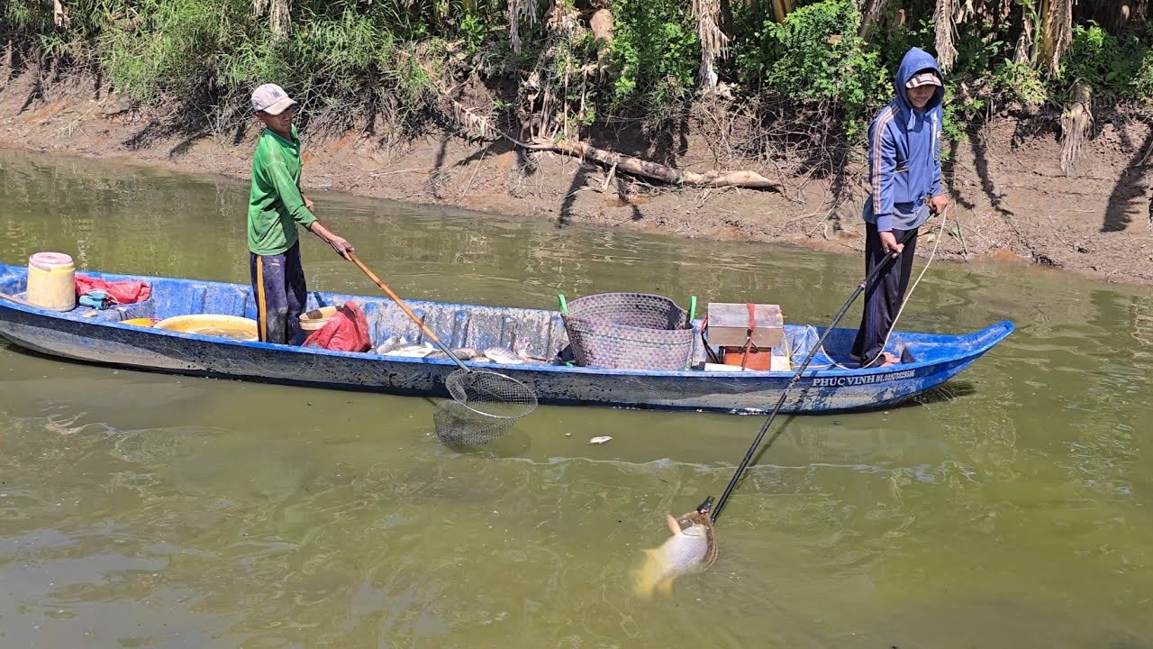 Phần 4 | Kích Cá Vuông Chuối Sau 1 Năm Con Nào Cũng 2 Đến 3kg Gần 1,582 Tấn | Săn Bắt Kiên Giang