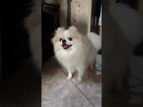 اسمش مایا تخصص فضولی و خرابکاری و انرژی دادن      