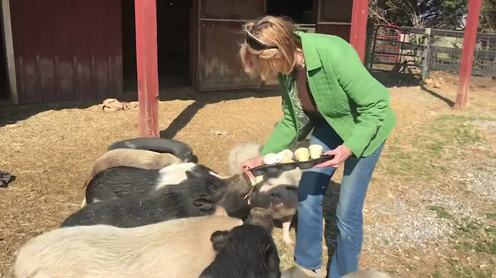 PIGS really like ice cream - Holly & John Flannery