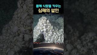 몸에 식량을 키우는 심해의 설인, 예티크랩