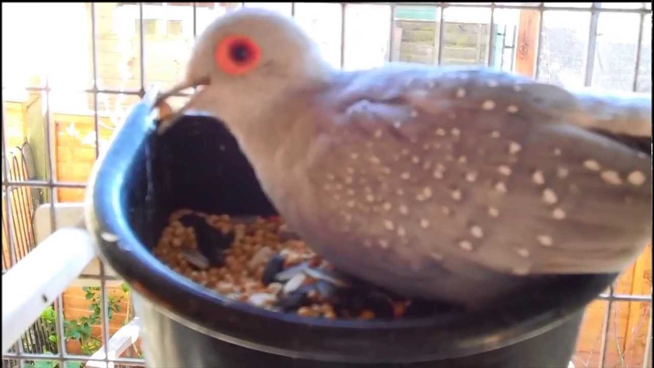 david the diamond dove feeding youtube david the diamond dove feeding youtube