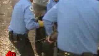 Raw Video: Bear Falls From Tree