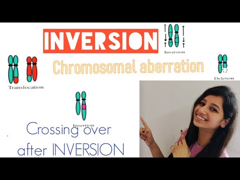 Inversion|Paracentric|Pericentric|Crossingover After INVERSION|CSIRNET|GATE|IITJAM|MSC|BSC|LIFE SCIE