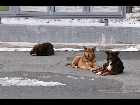 Video: Kas koerad võivad ületada karjavalvureid?