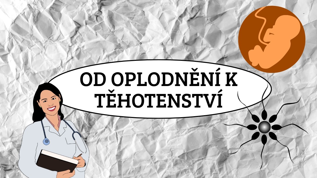 OD OPLODNĚNÍ K TĚHOTENSTVÍ