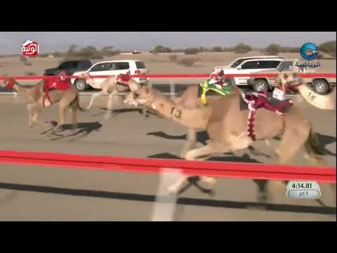 الشوط 9 مثايل ل حمود عبدالله شامس المحاربي 8 21 20 سباق الاتحاد العماني 2025 1 27 لقايا صحار