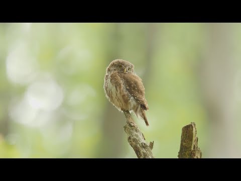 Video: Který Pták Je Nejmenší