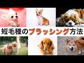 【抜毛のある犬種】のブラッシングのコツや注意点を、ペットショップ店長が解説します！