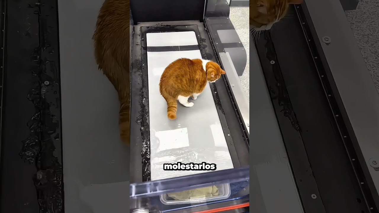 No vas a creer por qué los gatos caminan sobre esta cinta de correr acuática