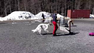 Laulu training 'jump' (rally obedience) by SalsaTheBorzoi 1,102 views 7 years ago 37 seconds