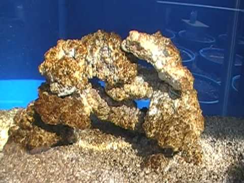 nano lagoon 14 big