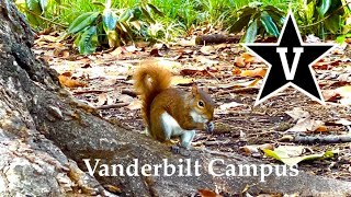 Peaceful Walk in VANDERBILT UNIVERSITY ￼ Campus , Nashville, TN (USA) Part #1