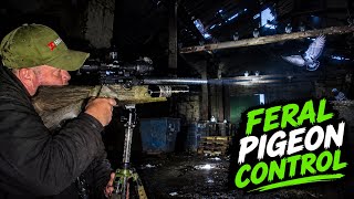 FERAL PIGEON INVASION! Warehouse Pest Control |Vermin |Hunting |Pestcontrol