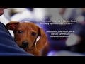 Texas A&M College of Veternary Medicine