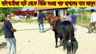 ব্রাহ্মনবাড়িয়ার বিখ্যাত বাইশমৌজা হাট থেকে বিক্রি হওয়া গরু ছাগল মহিষের দাম জানুন @safollo tv 24