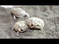 Rain frog Runs…Digs…Then Sleeps!☹️
