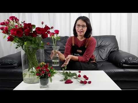 Video: Cara Menyimpan Gerbera Di Dalam Vas