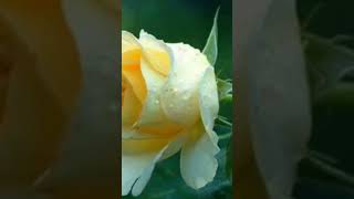 Allah Allah Di̇ye Di̇ye Yandim Resimi