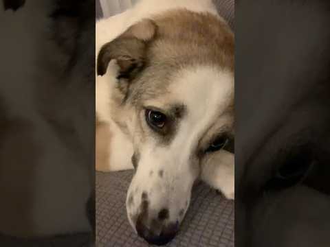 Our pets are too cute