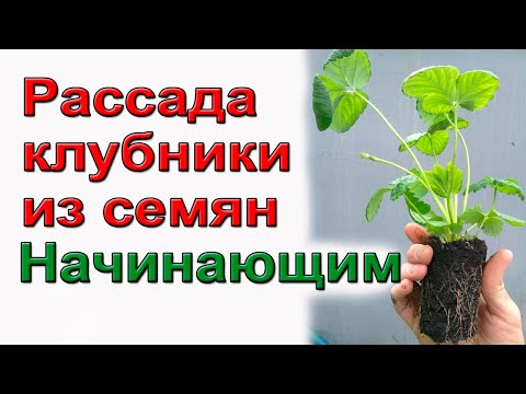 Клубника из семян. Профессиональный способ.