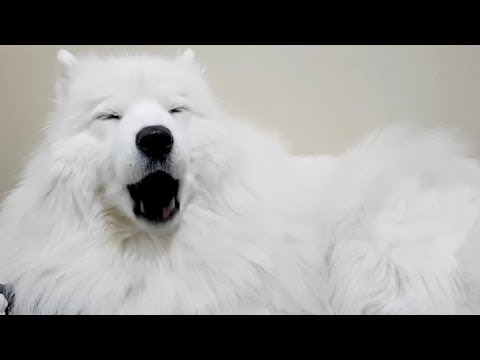 강아지가 촬영을 거부해요