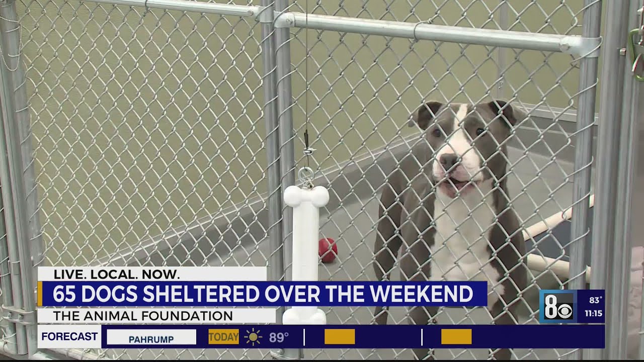 UPDATE: Animal Foundation in critical space crisis, takes in over 400 animals in 4 days