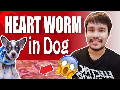 Video: Sakit Sa Heartworm Sa Mga Aso (Dirofilariasis Sa Mga Aso)