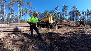 360 Video - Sorting Wood at the Logging Deck