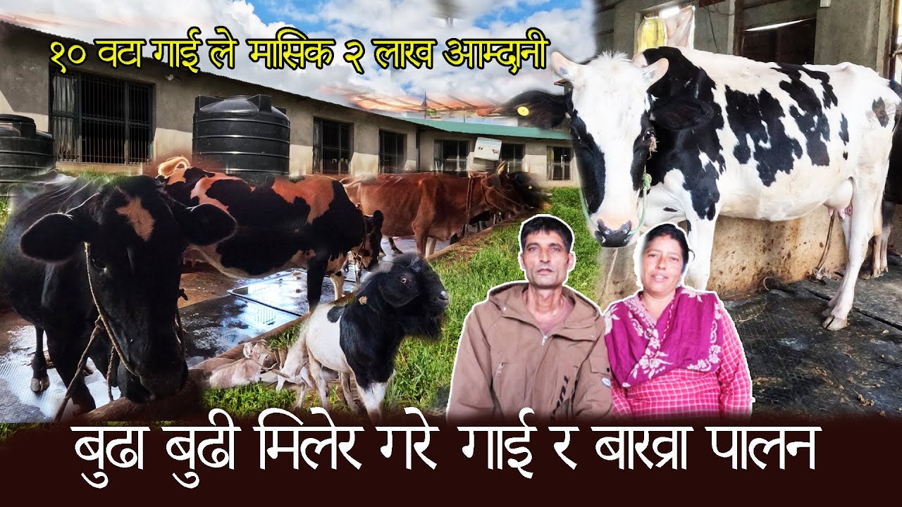 १० वटा गाई ले मासिक २ लाख आम्दानी || बुढा बुढी मिलेर गरे गाई र बाख्रा पालन || Cow Farm In Nepal EP11