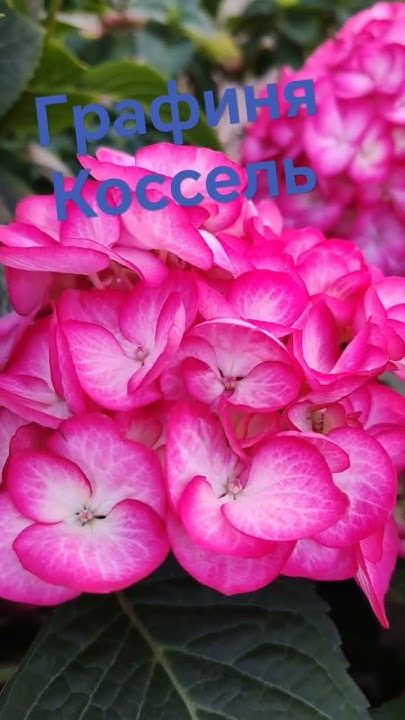 Цветет графиня Коссель 🌺🌺🌺🌺🌺👌 - YouTube