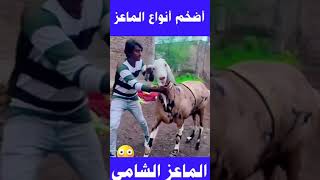 أضخم ماعز في العالم