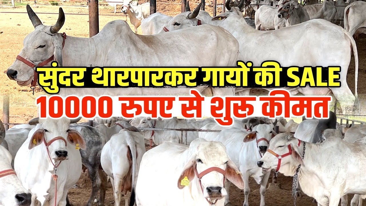 👍Tharparkar गाय खरीदने का सुनहरा मौका, 10 हज़ार से शुरू कीमत । Tharparkar Cow Sale In Jaipur 💥