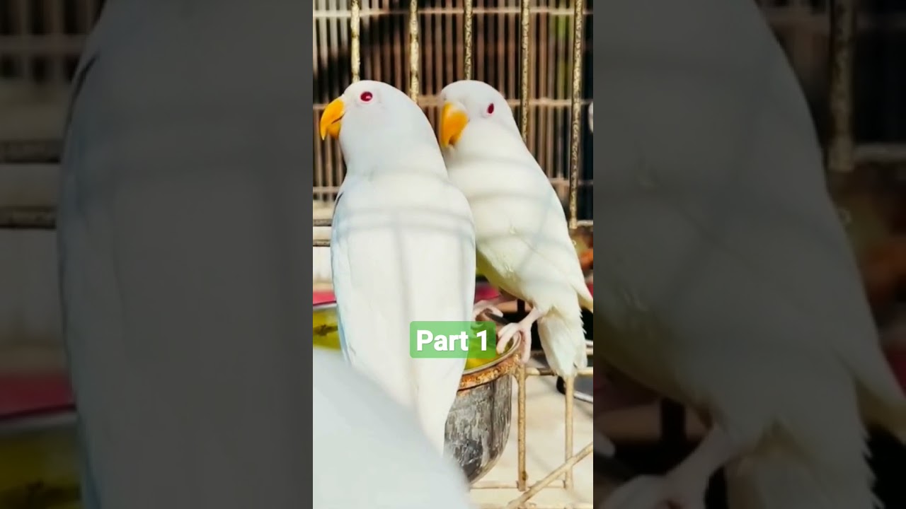 parrots care in summer #bird #lovebirds #shortsvideo #parrot #youtube #viral #lovesymbols #goneviral parrots care in summer #bird #lovebirds #shortsvideo #parrot #youtube #viral #lovesymbols #goneviral