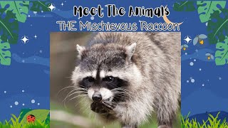 Why you shouldn't pet a Raccoon? |Facts about Raccoon| Animal Facts