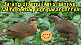 PELANDUK TOPI HITAM : Jarang ditemui pada  jenis lain, jantan selalu berbagi pakan dgn pasangannya.