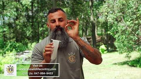 Bats One Way Door Traps