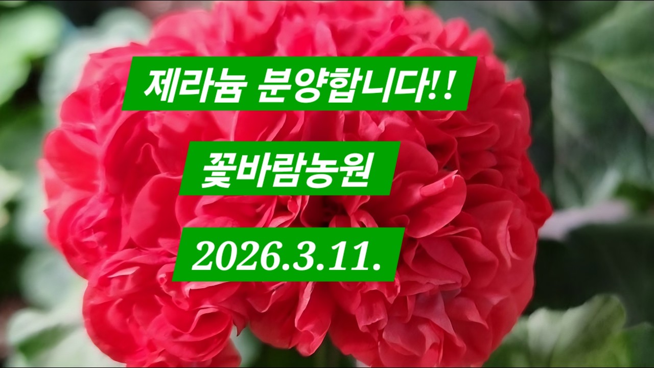 제라늄 분양합니다~ 문의 010-7387-0806#봄내음썬#리사웬즈데이#모카씨#은혜란#엘모나코#코코페어플로우#사랑비#비비뭉게뭉게#솔베이그#좋을티나#애쉬#아리그리운#앙뜨와네뜨썬