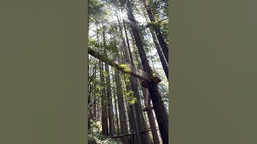 Trees of Mystery! Exploring the redwoods with kids. #travelingwithfamily